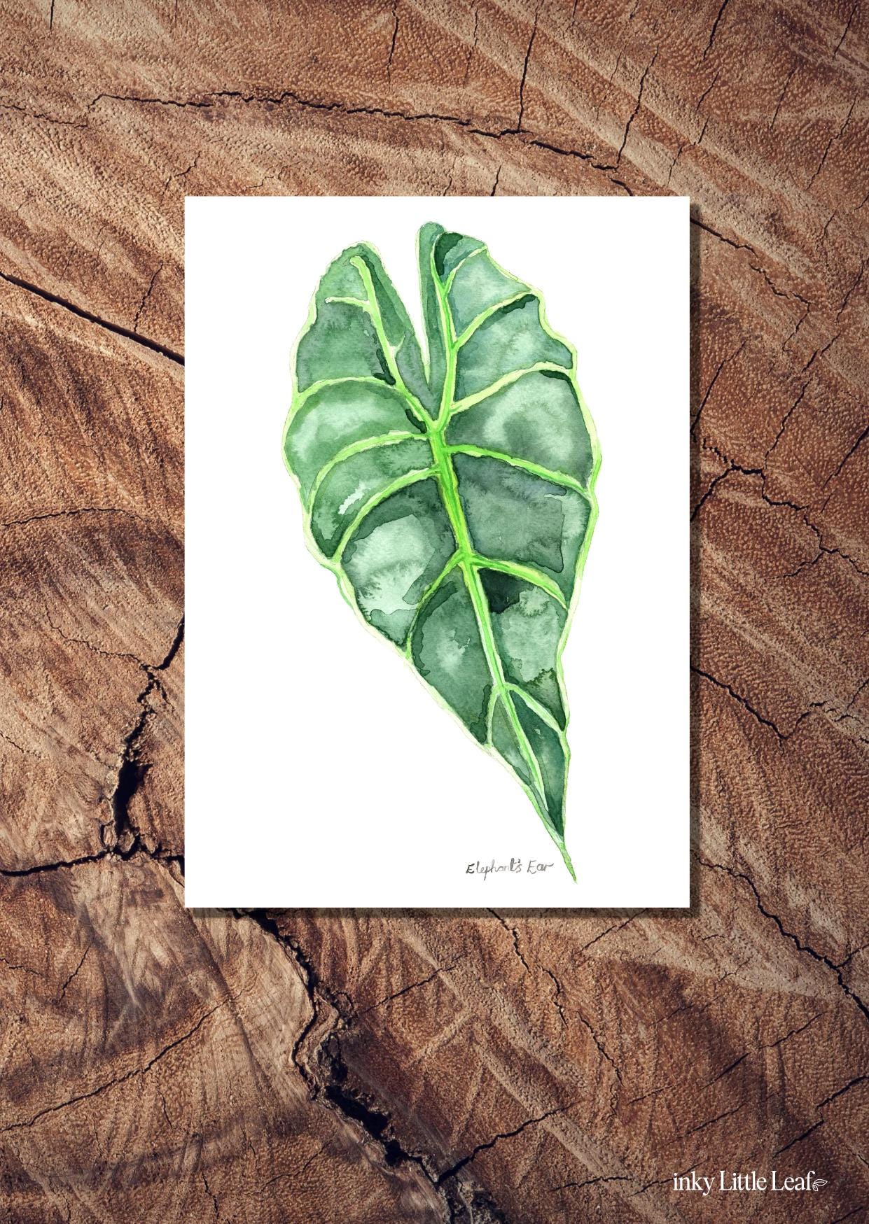 Elephant Ear Plant Greeting Card